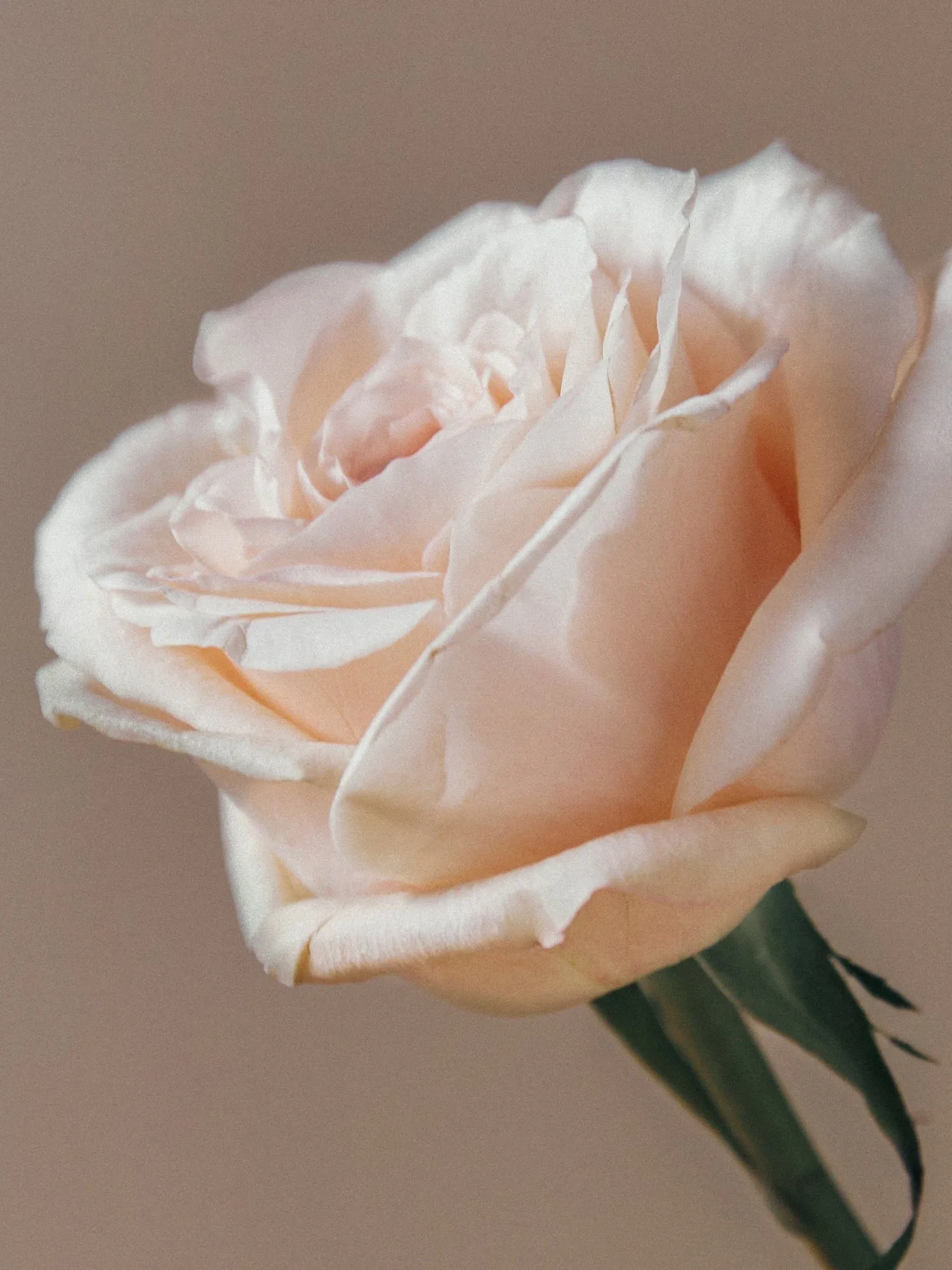 AROMATICA Reviving Rose Infusion Serum 100ml