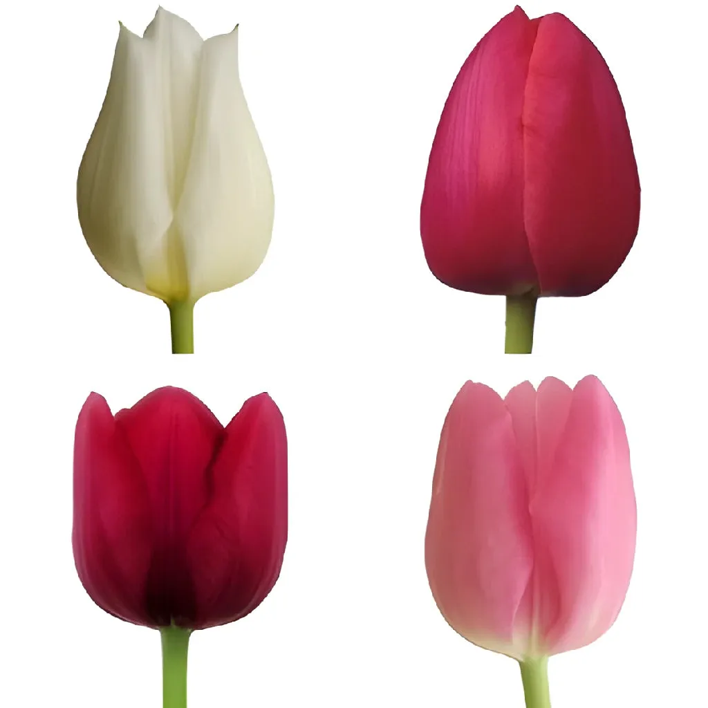 Passion Pack Fresh Cut Tulips
